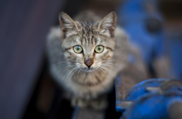 Bem-Estar_Animal_aplicou_45_multas_por_maus-tratos_entre_2024_e_agosto_de_2025_Foto_Freepik.jpg